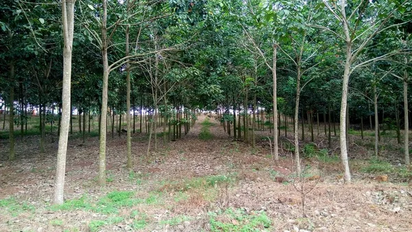 Paysage Avec Vue Sur Les Troncs Arbres Sur Forêt Bosquet — Photo