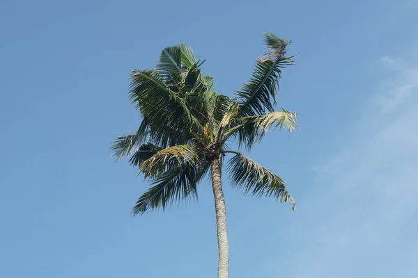 Coqueiros Contra Céu Azul — Fotografia de Stock