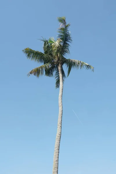 Palmeras Coco Contra Cielo Azul —  Fotos de Stock