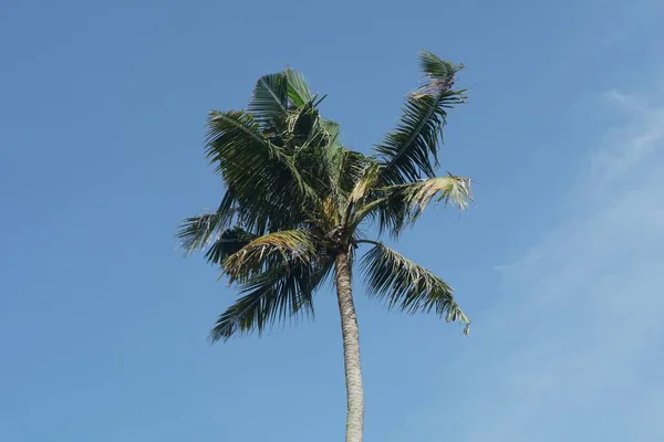 Kokosové Palmy Proti Modré Obloze — Stock fotografie
