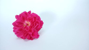 Beyaz arkaplandaki güzel çiçeğin yakın plan görüntüsü 