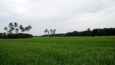 Yeşil çeltik bitkilerinin manzarası