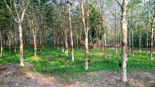 Paisagem Com Vista Troncos Árvore Floresta Arvoredo — Fotografia de Stock