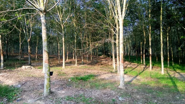 Lansekap Dengan Pemandangan Batang Pohon Hutan Rumpun — Stok Foto