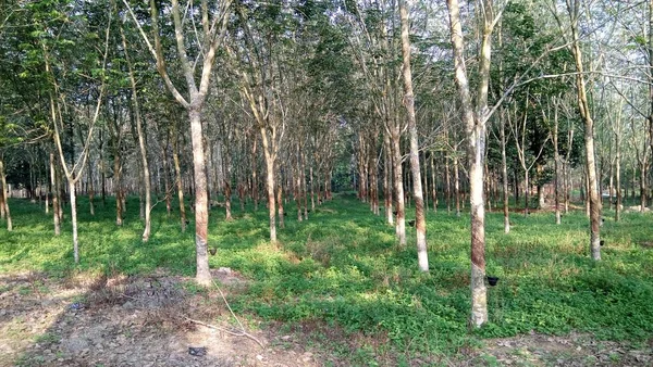 Paisagem Com Vista Troncos Árvore Floresta Arvoredo — Fotografia de Stock