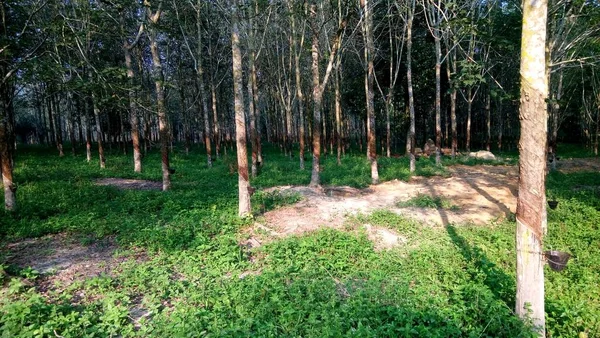 Lansekap Dengan Pemandangan Batang Pohon Hutan Rumpun — Stok Foto