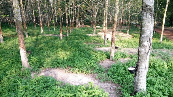 Paysage Avec Vue Sur Les Troncs Arbres Sur Forêt Bosquet — Photo