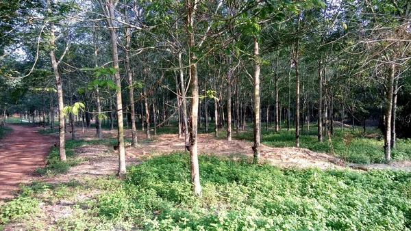 Krajobraz Widokiem Pnie Drzew Las Gaj — Zdjęcie stockowe