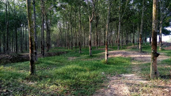 Paisagem Com Vista Troncos Árvore Floresta Arvoredo — Fotografia de Stock