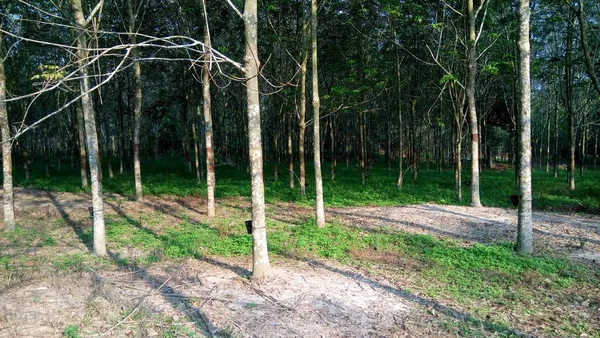 Lansekap Dengan Pemandangan Batang Pohon Hutan Rumpun — Stok Foto