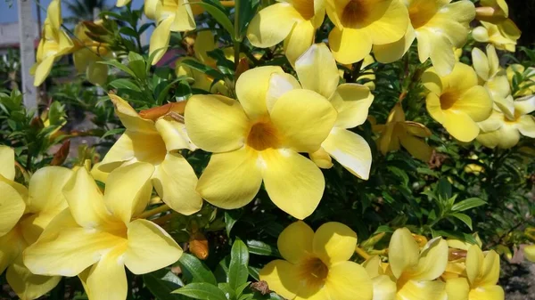 Vue Rapprochée Belles Fleurs Jaunes Exotiques — Photo