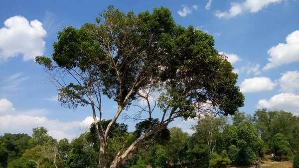 Pertumbuhan Pohon Atas Langit Sebagai Latar Belakang — Stok Foto