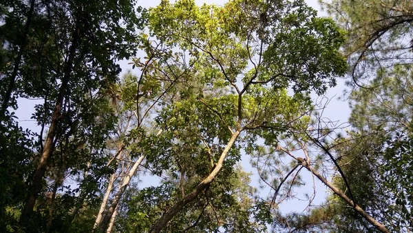 Tree Growth Sky Background — Stock Photo, Image