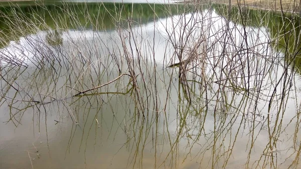 Dead Tree Branches Lake — Stock Photo, Image