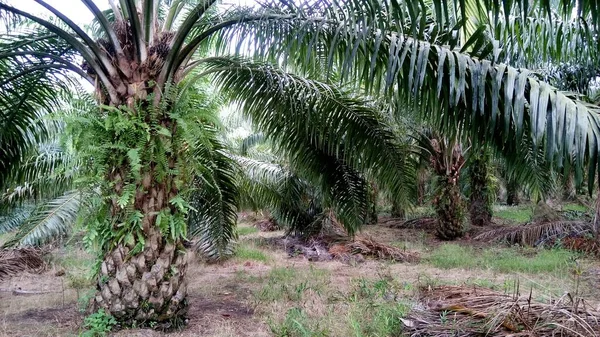 Vista Plantação Óleo Palma — Fotografia de Stock