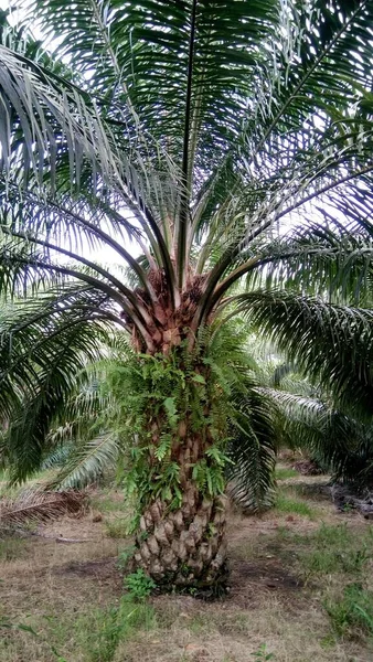 Vista Plantación Aceite Palma — Foto de Stock