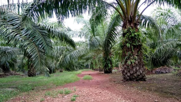 Pemandangan Perkebunan Kelapa Sawit — Stok Foto