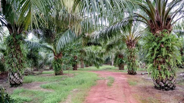 Widok Plantacji Oleju Palmowego — Zdjęcie stockowe