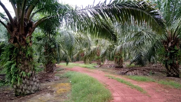 棕榈油种植景观 — 图库照片