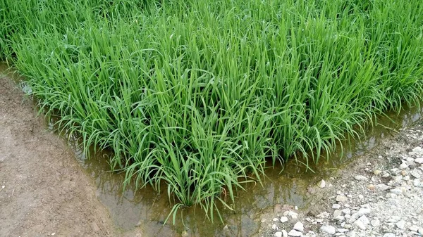 Vista Plantas Verdes Paddy — Fotografia de Stock