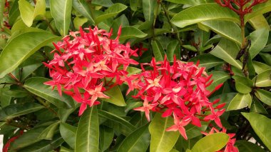 Güzel egzotik çiçeklerin yakın görüntüsü 