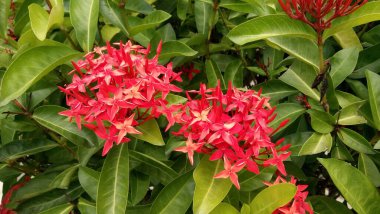 Güzel egzotik çiçeklerin yakın görüntüsü 