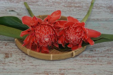 Etlingera elatior, uzun ömürlü bir bitki türüdür.