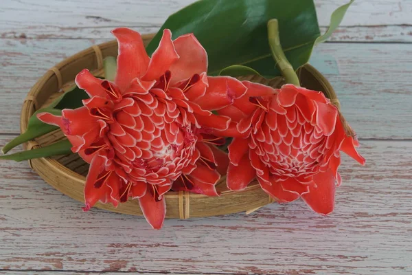 Etlingera elatior, uzun ömürlü bir bitki türüdür.