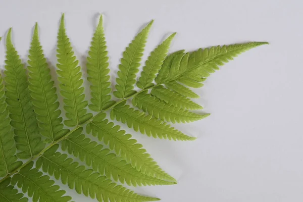 fern leaf on the white background