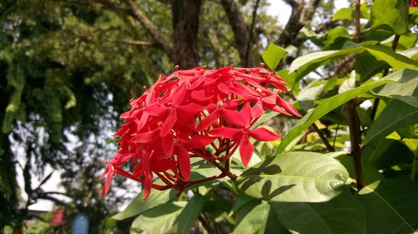 Vue Rapprochée Belles Fleurs Exotiques — Photo