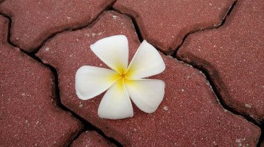 Tuğlaların üzerinde beyaz su tesisatı çiçeği