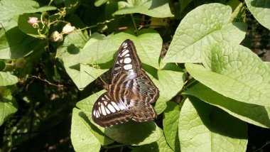 Güzel kelebeğin manzarası seradaki yaprakların üzerinde oturuyor. 