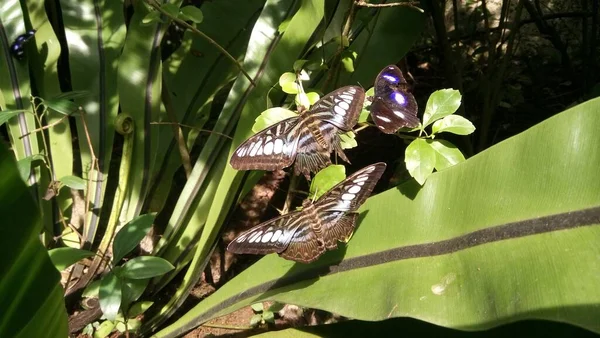 看到美丽的蝴蝶正坐在温室的树叶上 — 图库照片