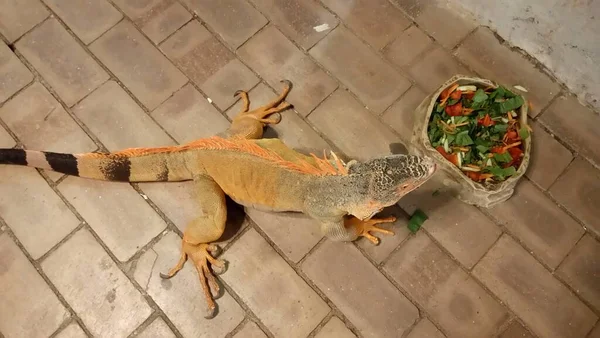 Bir Iguana Sebze Yiyor — Stok fotoğraf