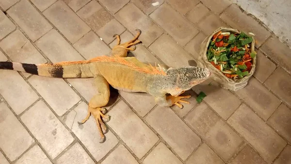 一只鬣蜥正在吃蔬菜 — 图库照片