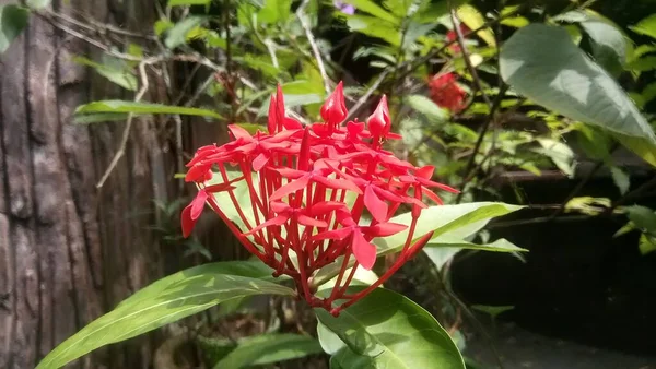 Närbild Vackra Exotiska Röda Blommor — Stockfoto