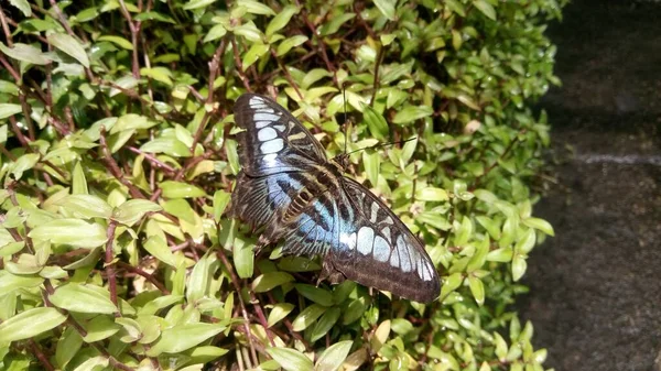 Вид Красивой Бабочки Сидящей Листьях Теплицах — стоковое фото