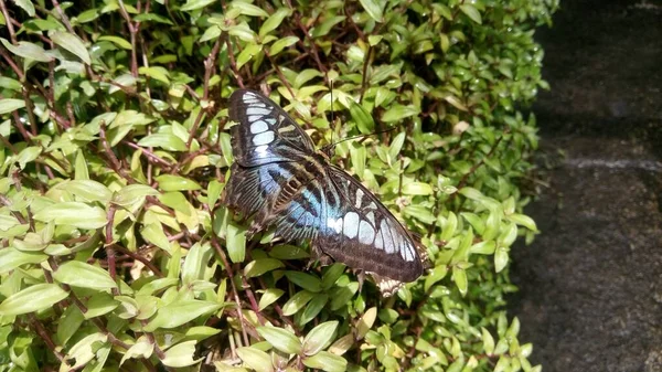 看到美丽的蝴蝶正坐在温室的树叶上 — 图库照片