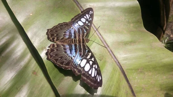 Vista Hermosa Mariposa Está Sentado Hojas Invernaderos —  Fotos de Stock