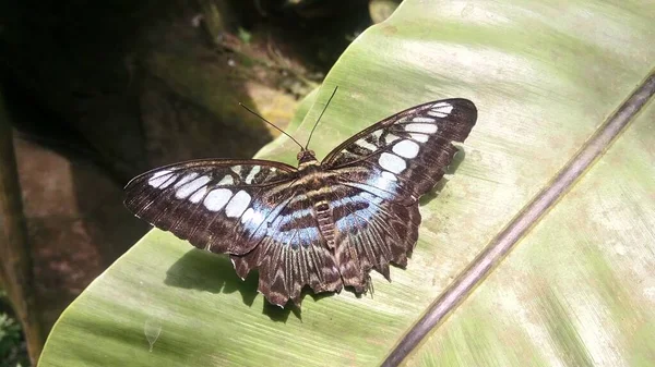 美しい蝶が温室の葉の上に座っています — ストック写真
