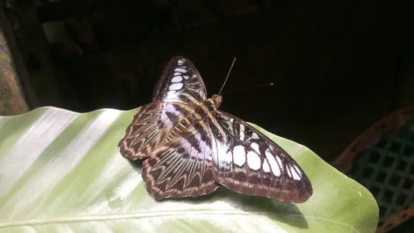 Вид Красивой Бабочки Сидящей Листьях Теплицах — стоковое фото