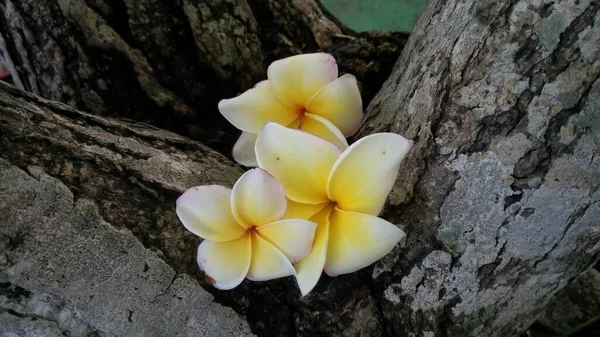 Primer Plano Flores Frangipani Blanco Sobre Fondo Madera —  Fotos de Stock