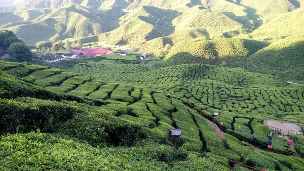 Cameron Highlands Malezya Daki Çay Tarlası Manzarası — Stok fotoğraf