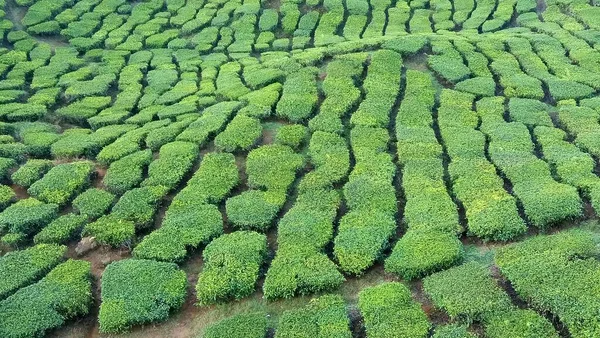 View Tea Plantation Cameron Highlands Malaysia — Stock Photo, Image