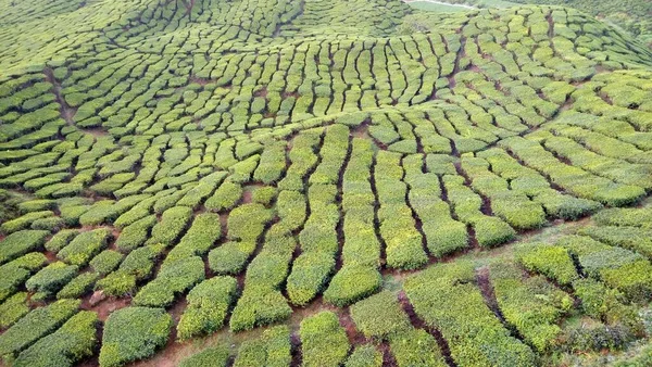 Cameron Highlands Malezya Daki Çay Tarlası Manzarası — Stok fotoğraf