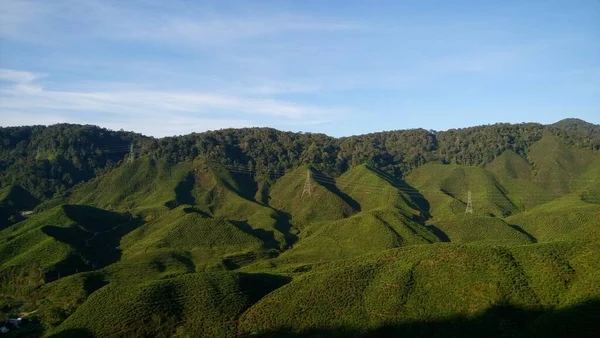 Blick Auf Die Teeplantage Den Cameron Highlands Malaysia — Stockfoto