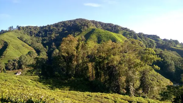 Blick Auf Die Teeplantage Den Cameron Highlands Malaysia — Stockfoto