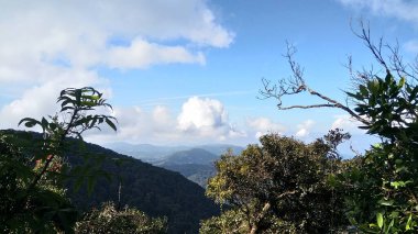 Cameron Highlands 'da çay tarlası manzarası