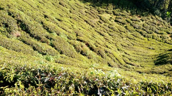 Cameron Highlands Malezya Daki Çay Tarlası Manzarası — Stok fotoğraf