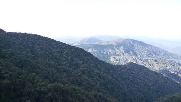 Blick Auf Teeplantage Den Cameron Highlands — Stockfoto